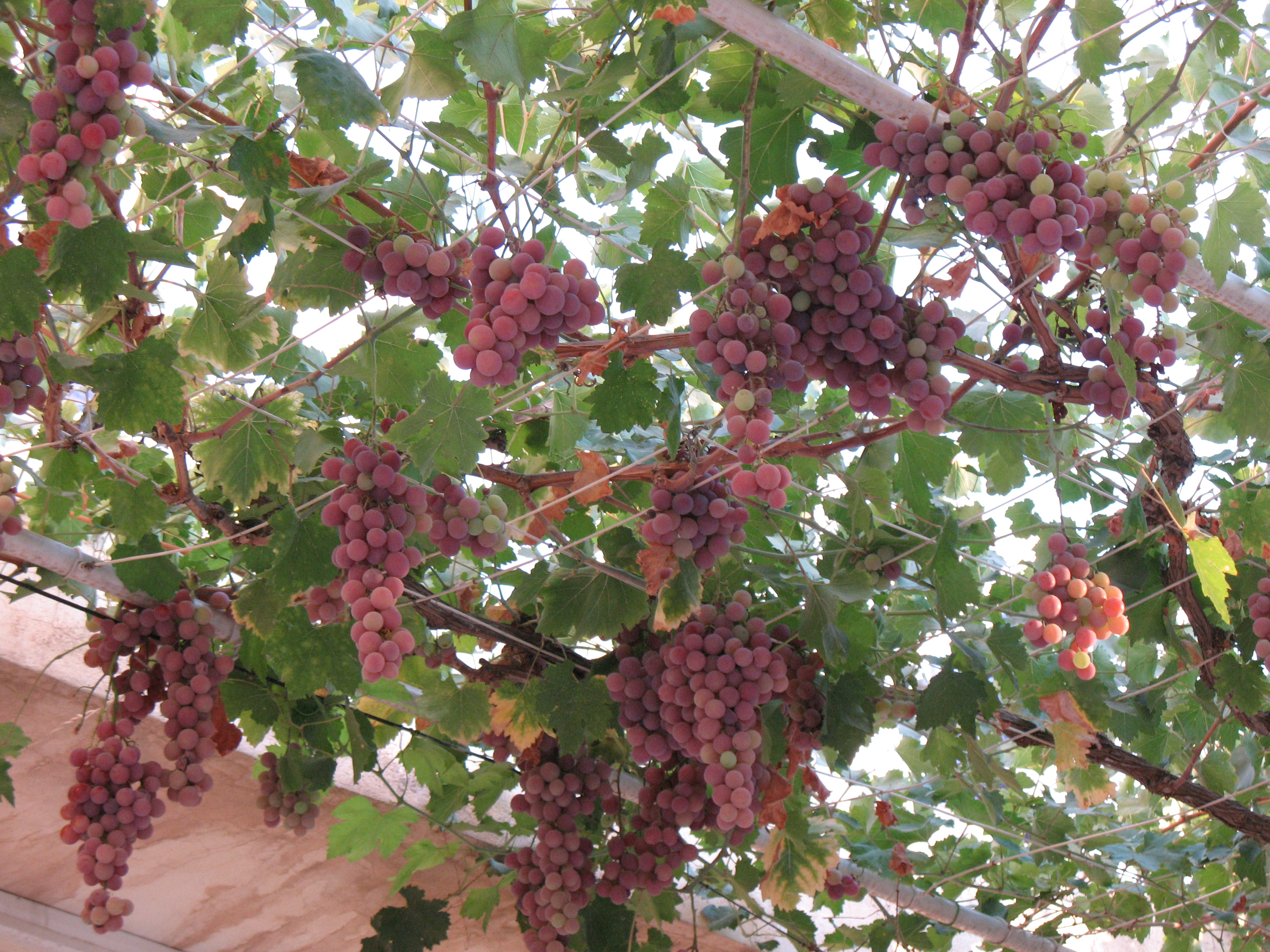 انگور عسکری